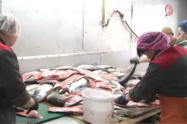 Кета, переработка