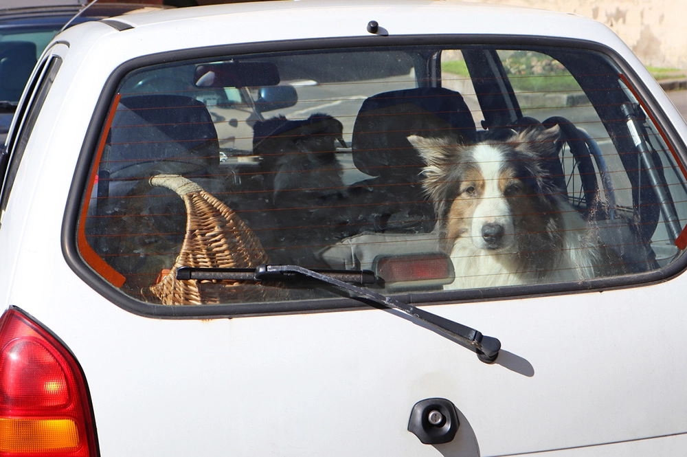 Если питомец волнуется и плохо реагирует на поездки, стоит заранее подготовиться и начать приём успокаивающих препаратов, которые помогут снизить уровень стресса в пути.