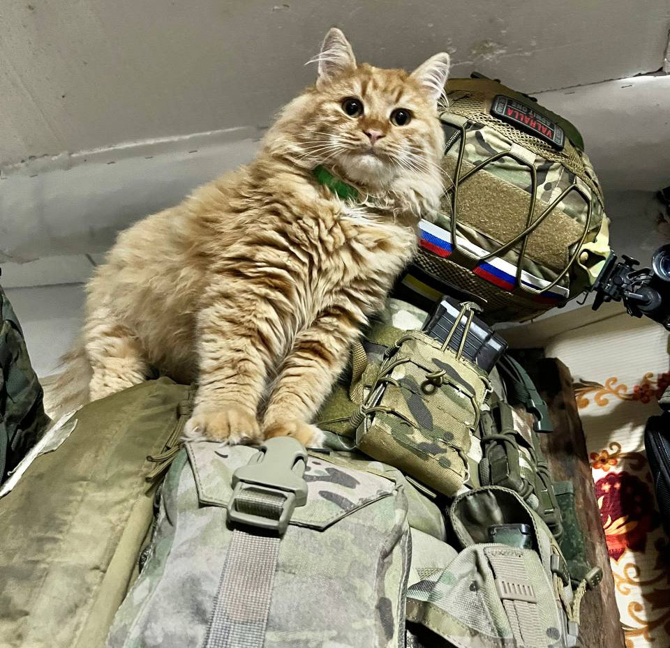 Кот-разведчик «Персик» любит передвигаться на руках или на рюкзаке.