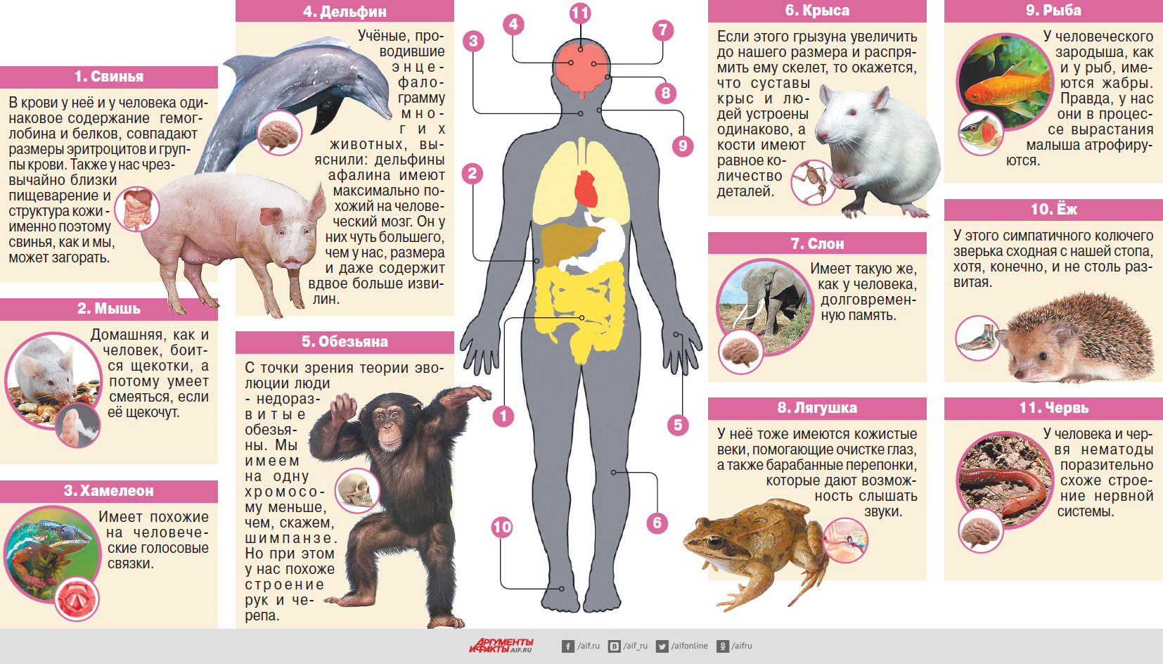 Уровень свиньи. Организм животных. Сходство ДНК человека и животных. Схожесть органов человека и свиньи.