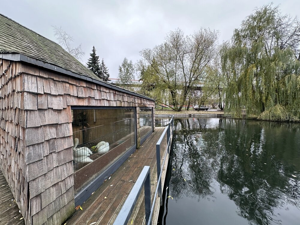 Лебеди Лебеди в домике для зимовки в Парке Горького.