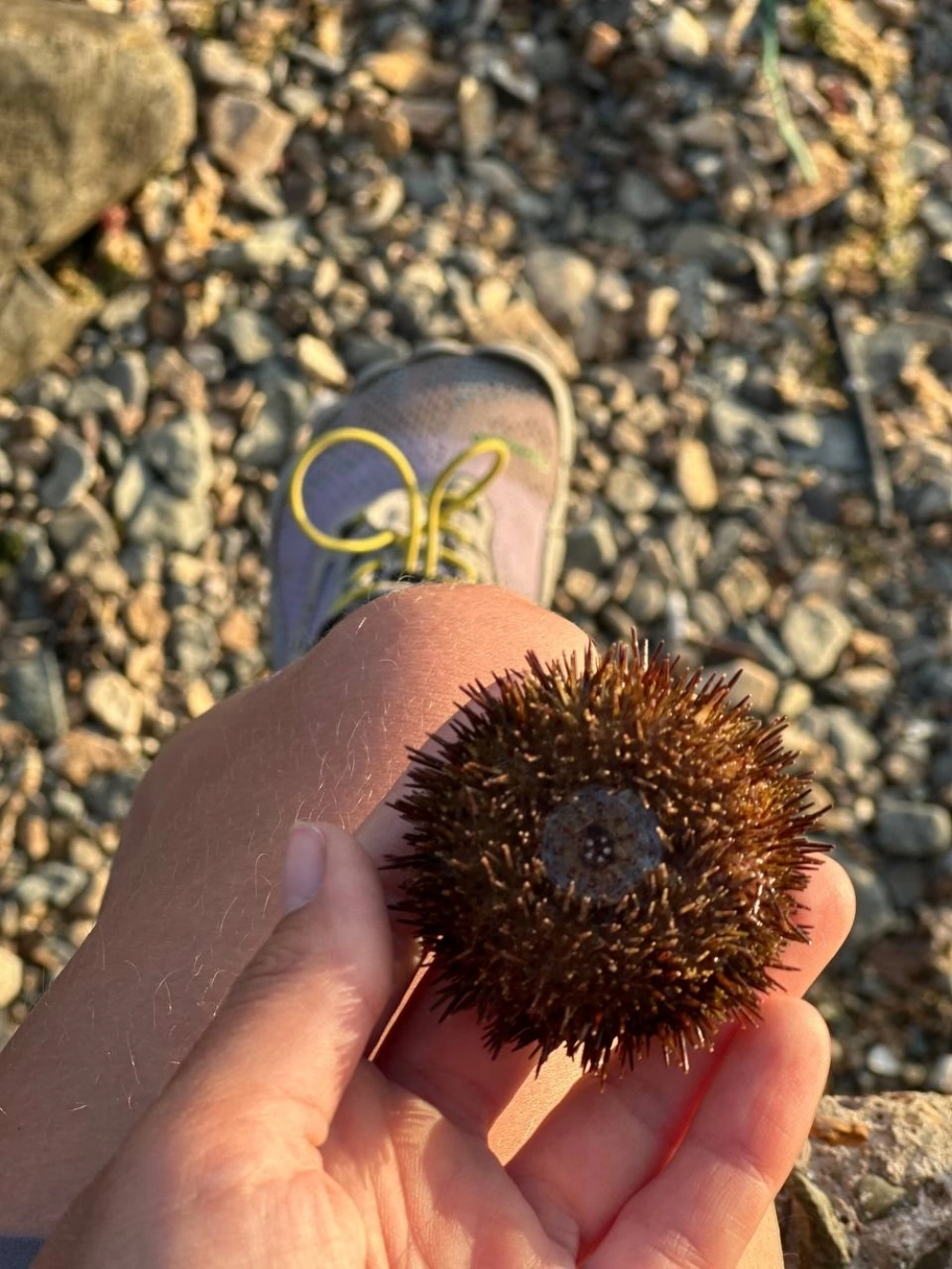 Чего тольно не найдёшь на побережье вблизи отсрова Русский.