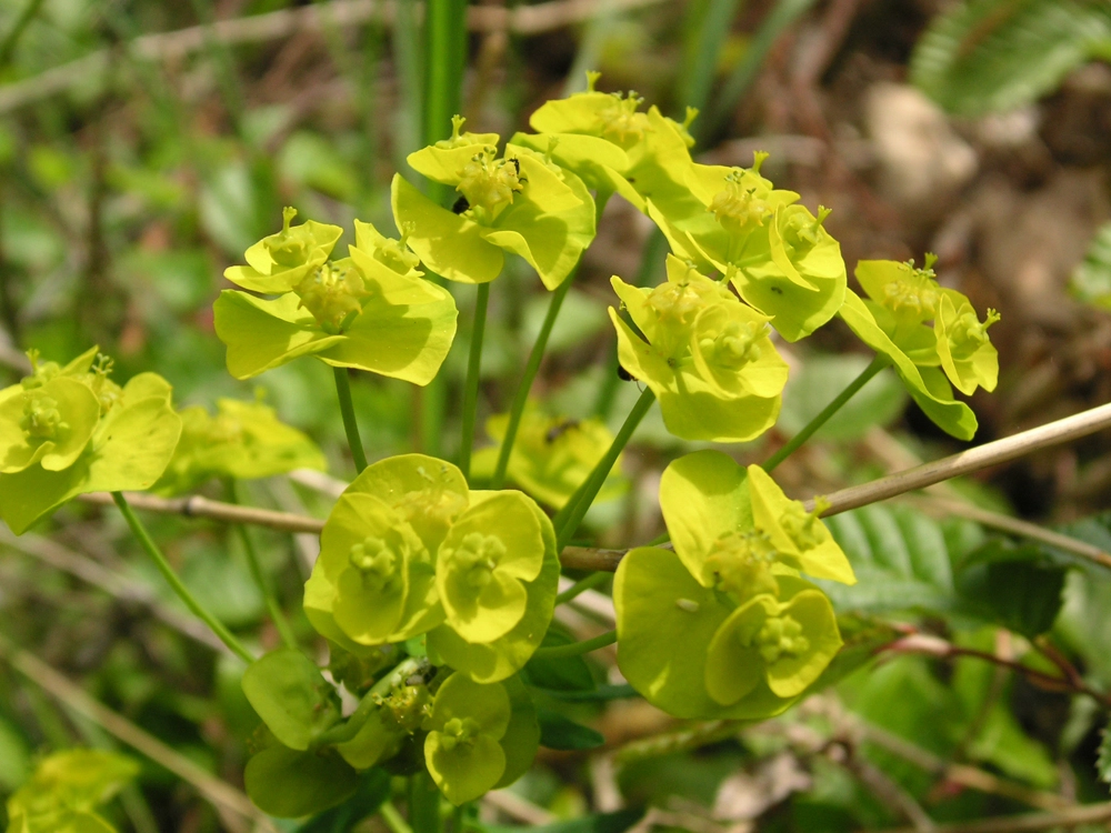 Молочай кипарисовый.