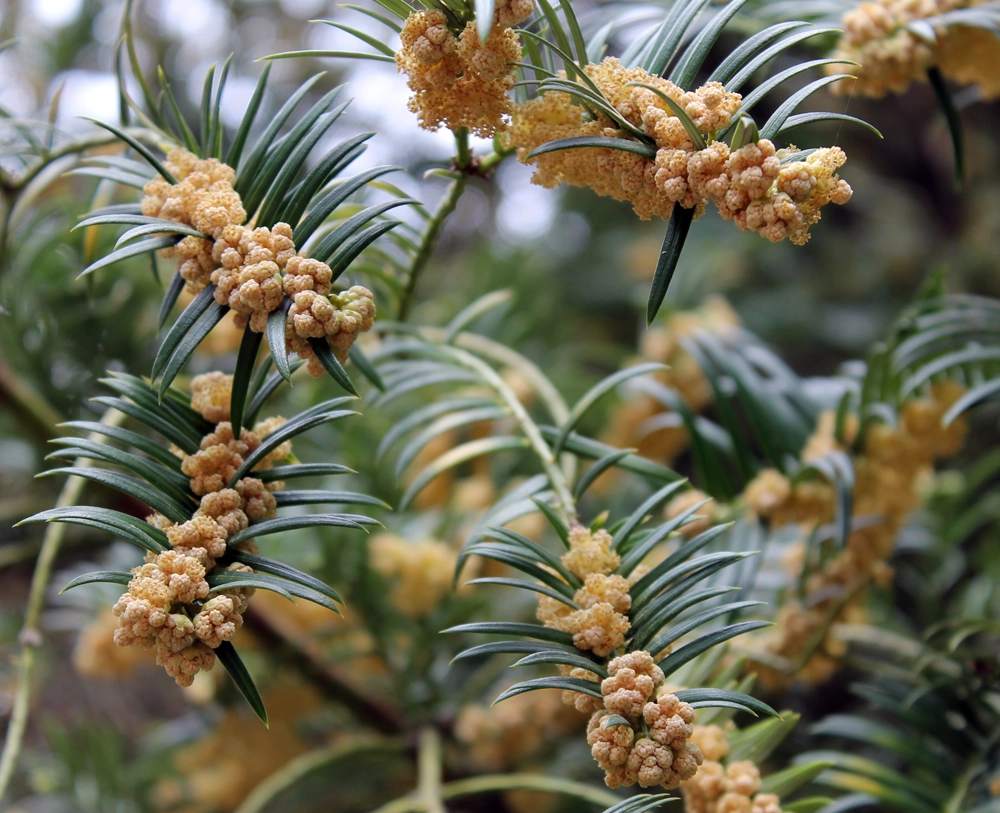 Тис ягодный.