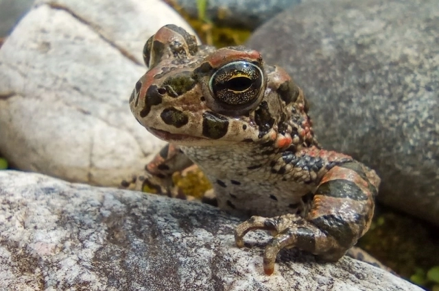 Зелёная жаба.