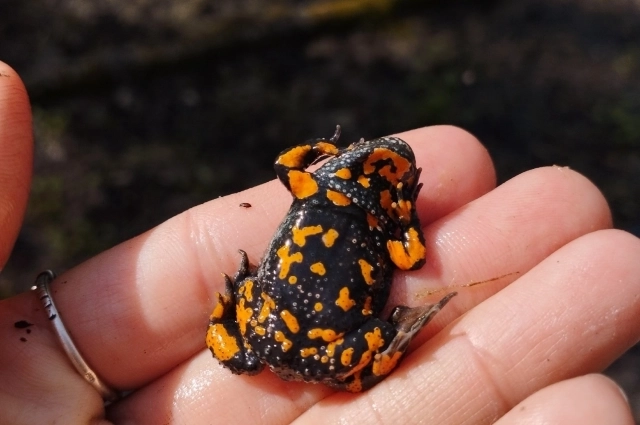 Краснобрюхая жерлянка.