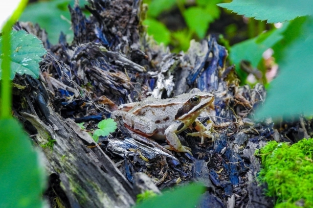 Остромордая лягушка.