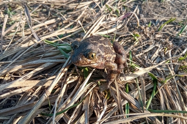 Чесночница.