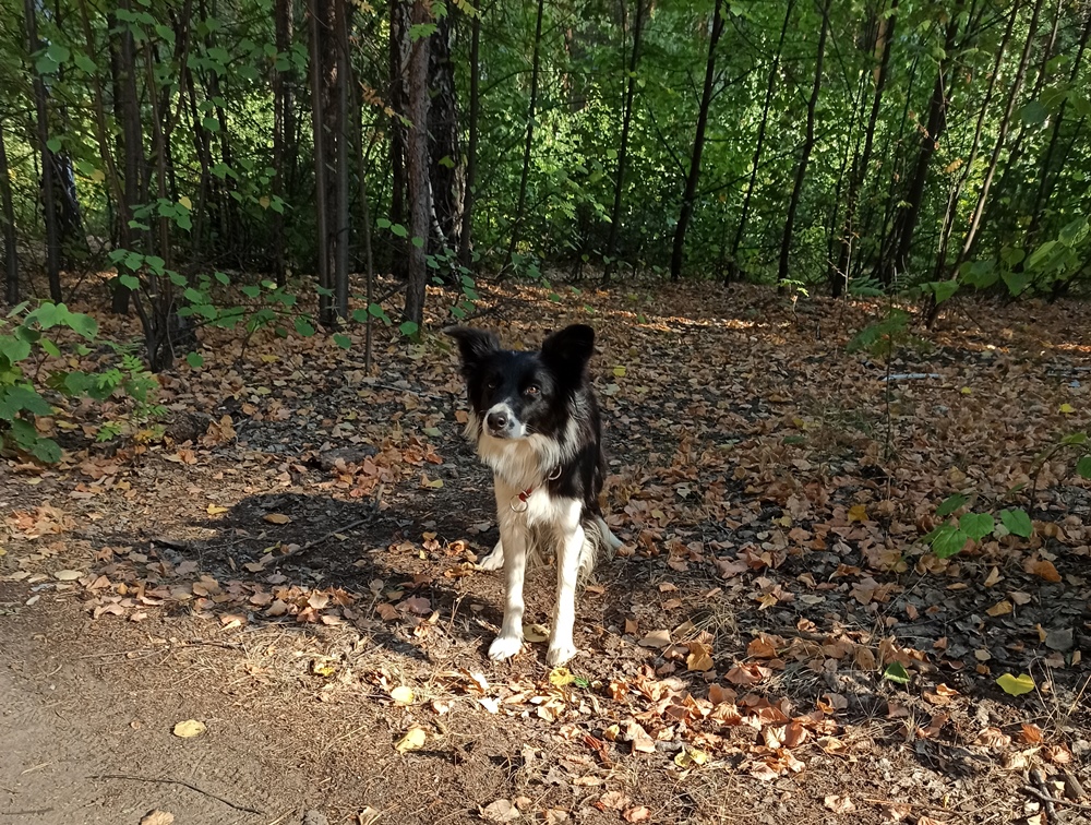 Поиск в лесу - частая ситуация, и собака не должна отвлекаться на посторонние запахи и звуки.