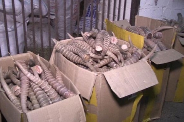 Рога сайгака перевозят в количестве десятков сотен.