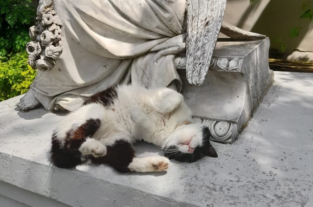 Кот Василий отдыхает у статуи 