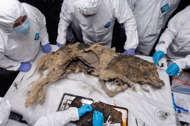Мумию ископаемого волка обнаружили ещё в 2021 году на реке Тирехтях в Абыйском районе.