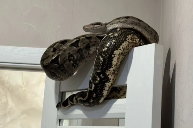 Хотели бы такого домой?