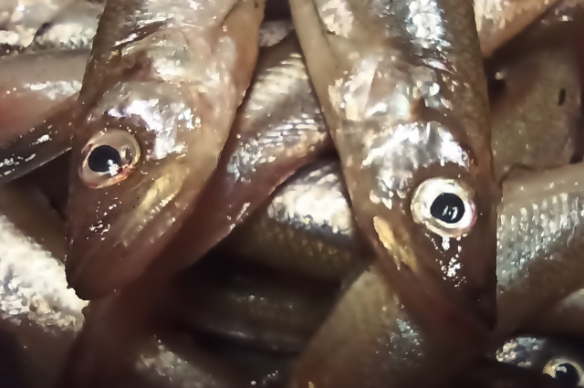 Богаты триптофаном различные виды рыбных продуктов.а 