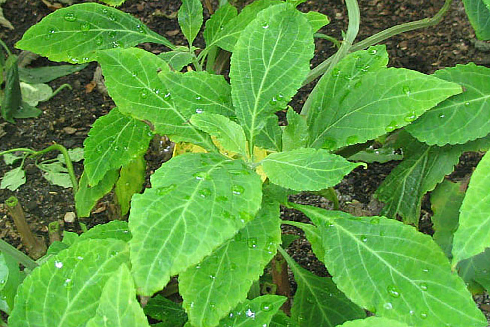 Шалфей предсказателей (растение вида Salvia divinorum).