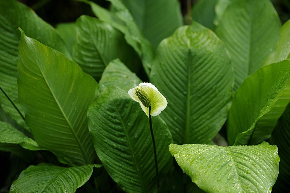 Сад дома. Спатифиллум.
