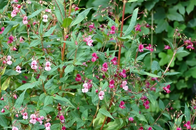 Недотрога железистоносная.