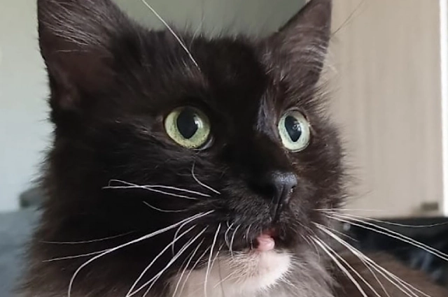 12 ноября стоит понаблюдать за домашними животными - они зарядят хозяев позитивом.