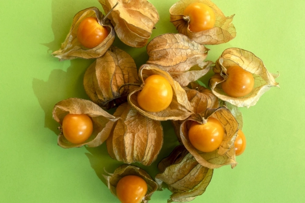 В России чаще всего встречаются овощной и земляничный (ягодный) физалисы.