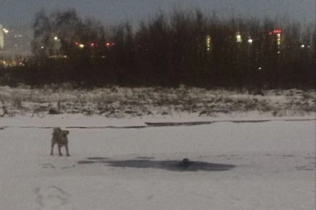 Собака бегала вокруг полыньи и скулила.