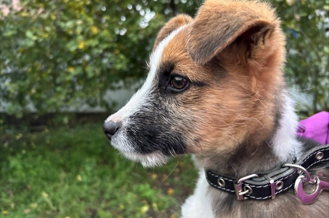 Животные помогали предсказывать погоду.