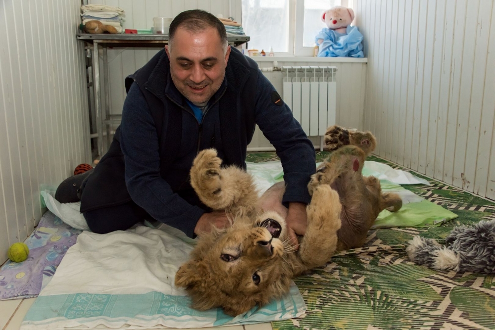Таким Симба прилетел в Челябинск.