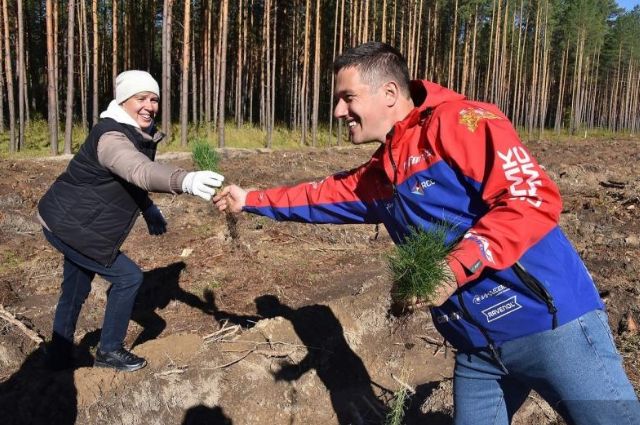 В Свердловской области высадят более миллиона деревьев