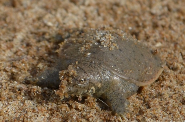 Выход детёнышей дальневосточной мягкотелой черепахи из яиц.