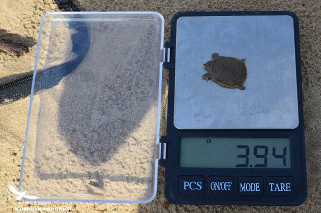 Выход детёнышей дальневосточной мягкотелой черепахи из яиц.