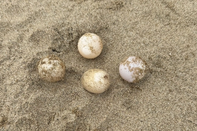 Выход детёнышей дальневосточной мягкотелой черепахи из яиц.