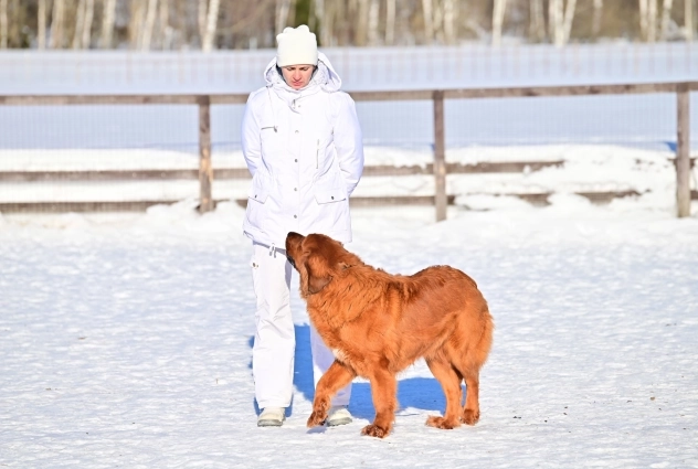 Порода хотошо оказалась на грани исчезновения.