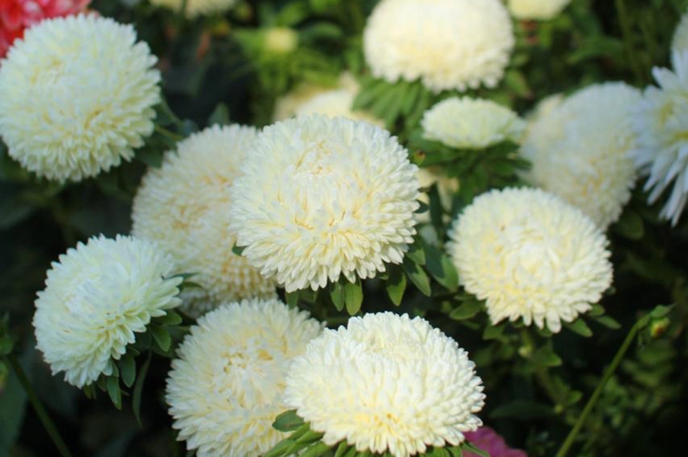 Астры Косма.