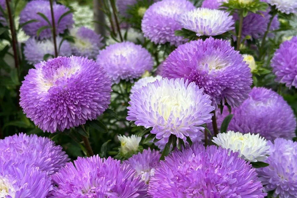 Астры Велия.