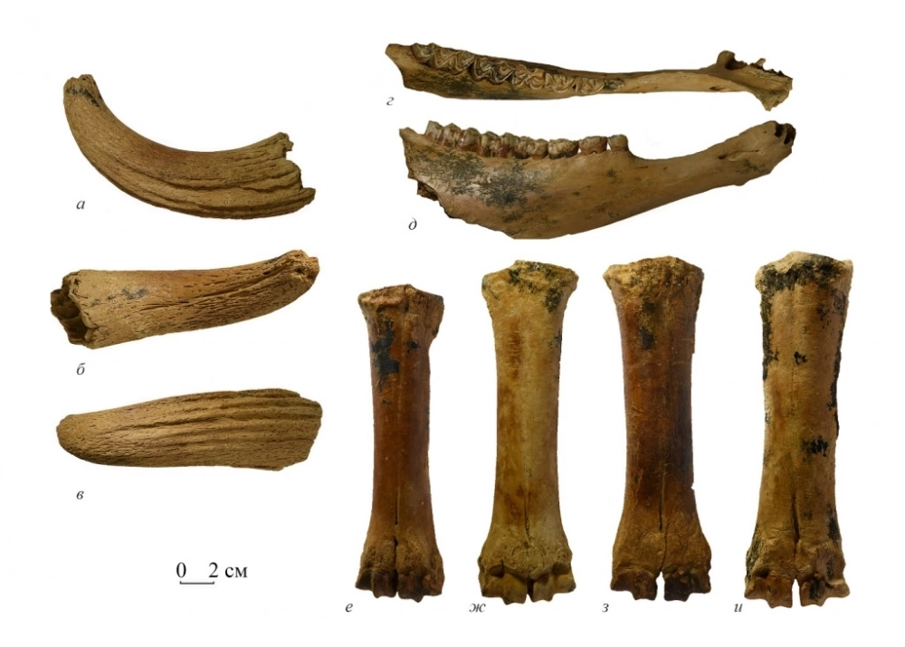 Роговой стержень (а–в), нижнечелюстная кость (г–д) и пястные кости (е–и).