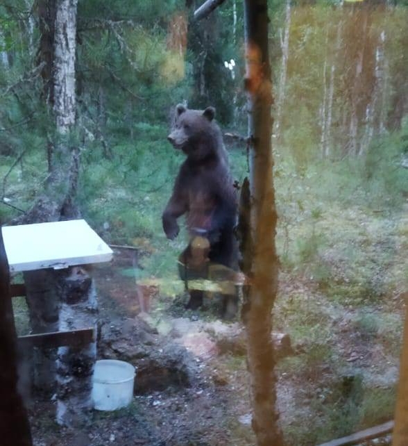 Медведь в лагере пожарных 