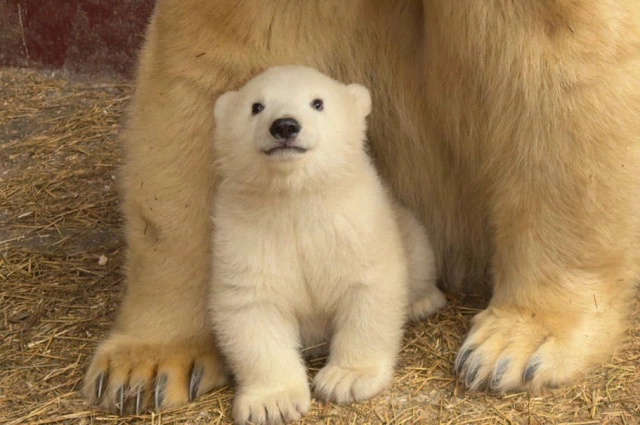 Парма вскоре после рождения.