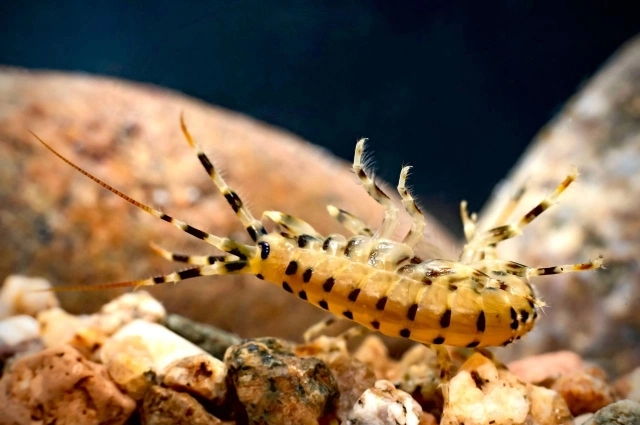 Учёные изучают байкальских эндемиков-амфипод