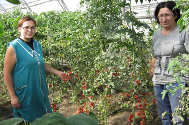 Большой толчок для развития овощеводства даёт селекционно-семеноводческий центр «Ростовский».