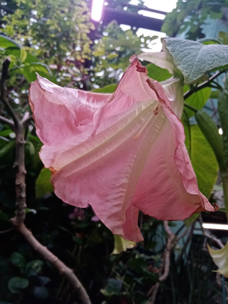 В Ботаническом саду собрана уникальная коллекция растений.