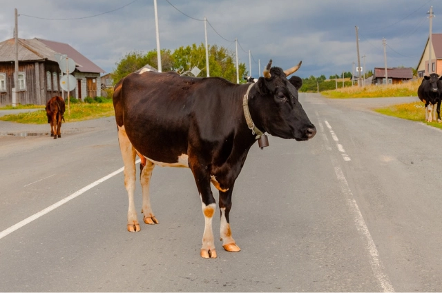 Корова поседела от ужаса. Село Сылва пережило немало бедствий