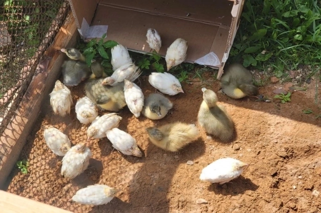 Во дворе ходят куры и важно шлёпают по лужам утки.