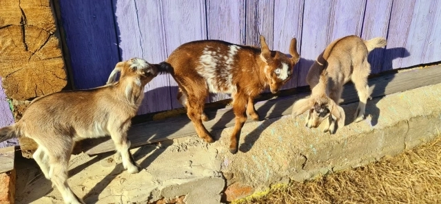 Со временем дом наполнился голосами и звуками, которых не было в финской жизни.