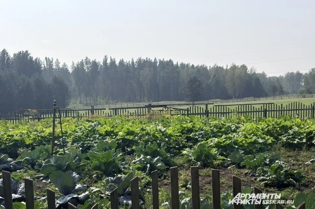 Такая обстановка была в Миндерлае 16 августа, село расположено севернее Красноярска.