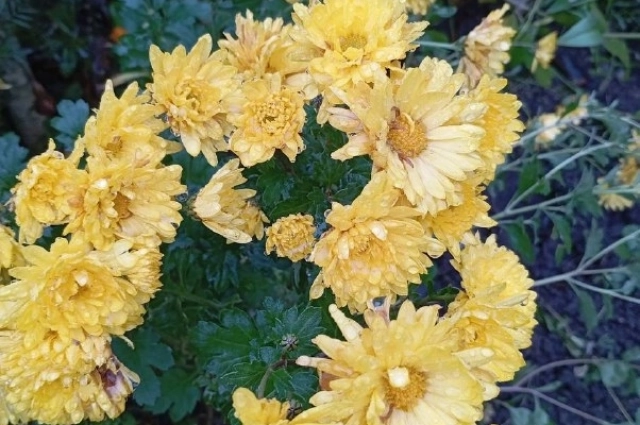 Цветы хризантемы-мультифлоры мелкие, но яркие.