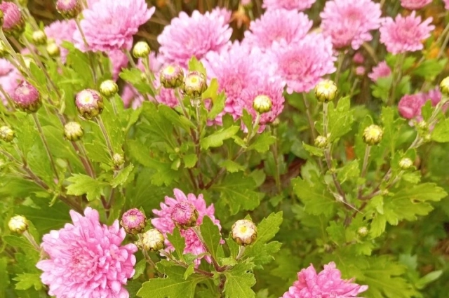 Хризантема.