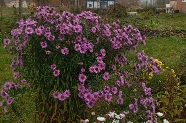 Сентябрина украшает клумбы даже в ненастном октябре.