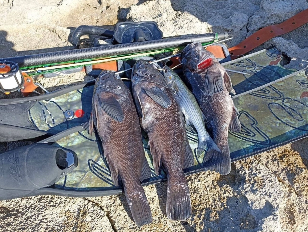 Прекрасный улов — корейские окуни! 