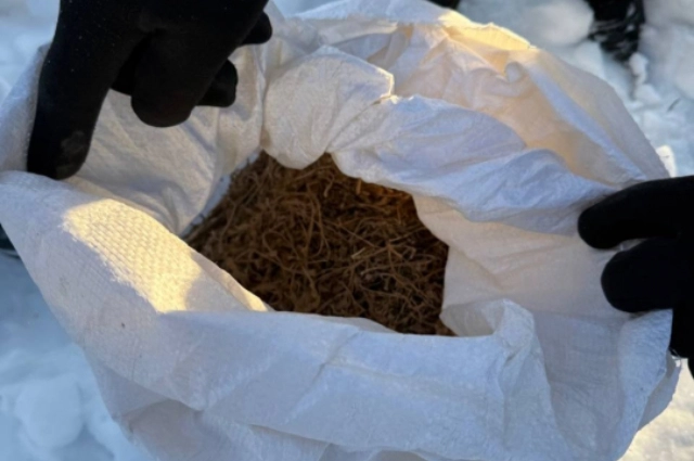 Сборщики конопли в крещенские морозы