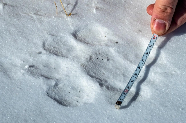 специалисты из Казахстана, след тигра