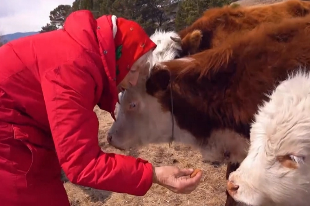 Любовь Мореходова по-прежнему держит коров.